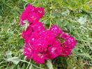 Super Excelsa