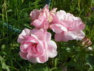 Milrose