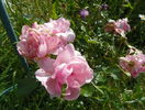 Milrose