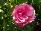 Bordure Magenta