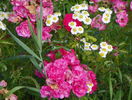 Heidetraum