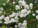 tanacetum parthenium