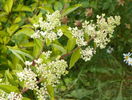 hydrangea grandiflora