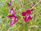 clematis Avant Garde
