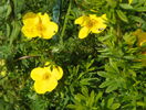 potentilla Goldfinger