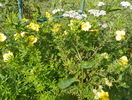 potentilla Goldfinger