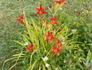 hemerocallis Crimson Pirate
