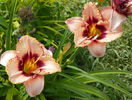 hemerocallis Daring Dilemma