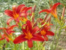 hemerocallis Crimson Pirate