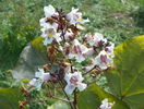 catalpa purpurea