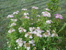 spiraea Genpei