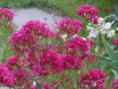 centranthus ruber