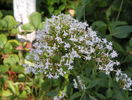 centranthus albus