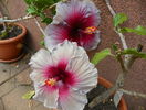 hibiscus Eva Paoloni