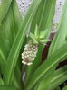 eucomis punctata