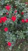 Red Rococo