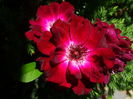 DSC03356