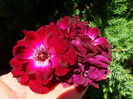 DSC03368