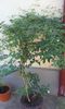 Jasminum Azoricum