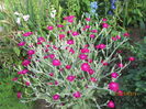 Lychnis coronaria 1