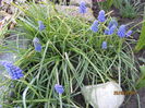 Muscari (3)