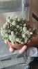 Mammillaria gracilis
