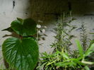 DSCN1768