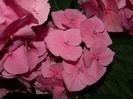 DSCN1771