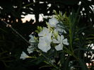 DSCN1852
