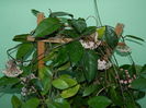 DSCN1919
