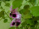 DSCN2095