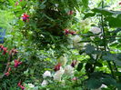 DSCN2106
