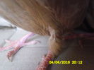 ...principalul lor Atu ,, piciorul colorat,,