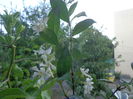Trachelospermum jasminoides,calde multumiri!