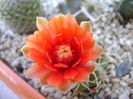 Gymnocalycium baldianum