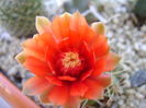 Gymnocalycium baldianum