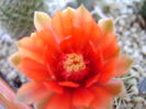 Gymnocalycium baldianum