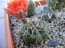 Gymnocalycium baldianum