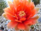 Gymnocalycium baldianum