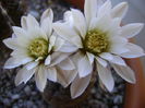 Gymnocalycium ragonesei