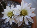 Gymnocalycium ragonesei
