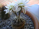 Gymnocalycium ragonesei