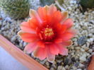 Gymnocalycium baldianum