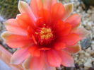 Gymnocalycium baldianum