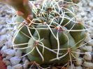 Gymnocalycium baldianum