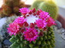 Mammillaria polythele cv. Stachellos