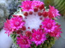 Mammillaria polythele cv. Stachellos