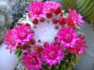 Mammillaria polythele cv. Stachellos