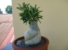 Adenium obesum