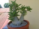 Pachypodium lealii ssp. saundersii